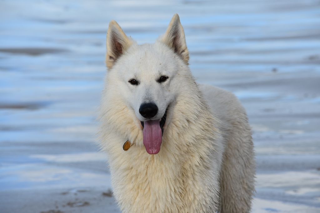 Nashoba white legend du glacier des loups