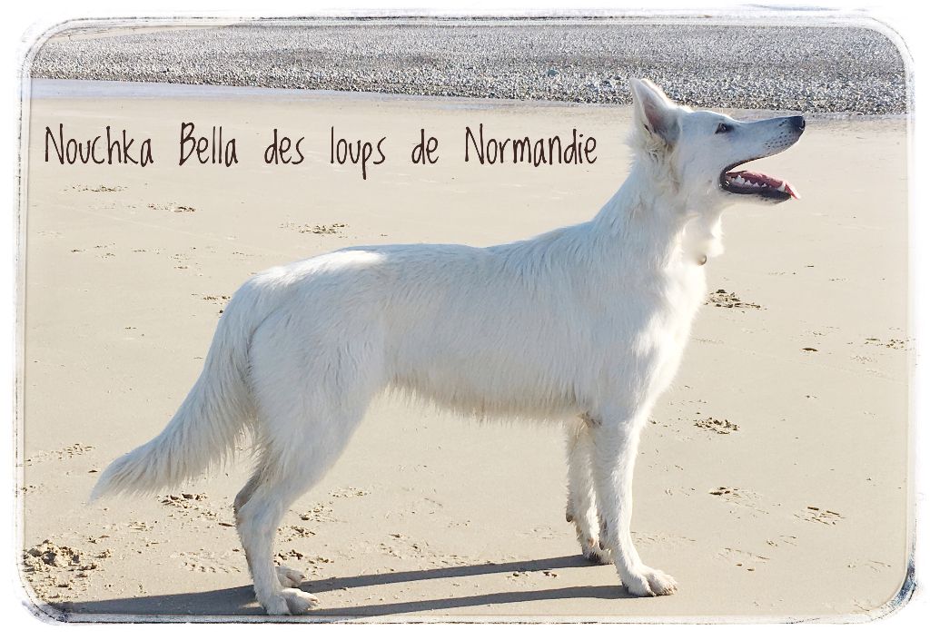 Nouchka bella Des Loups De Normandie