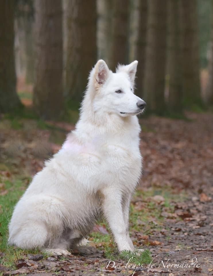 Raja white wolf Des Loups De Normandie