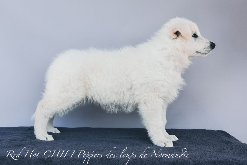Red hot chili peppers Des Loups De Normandie