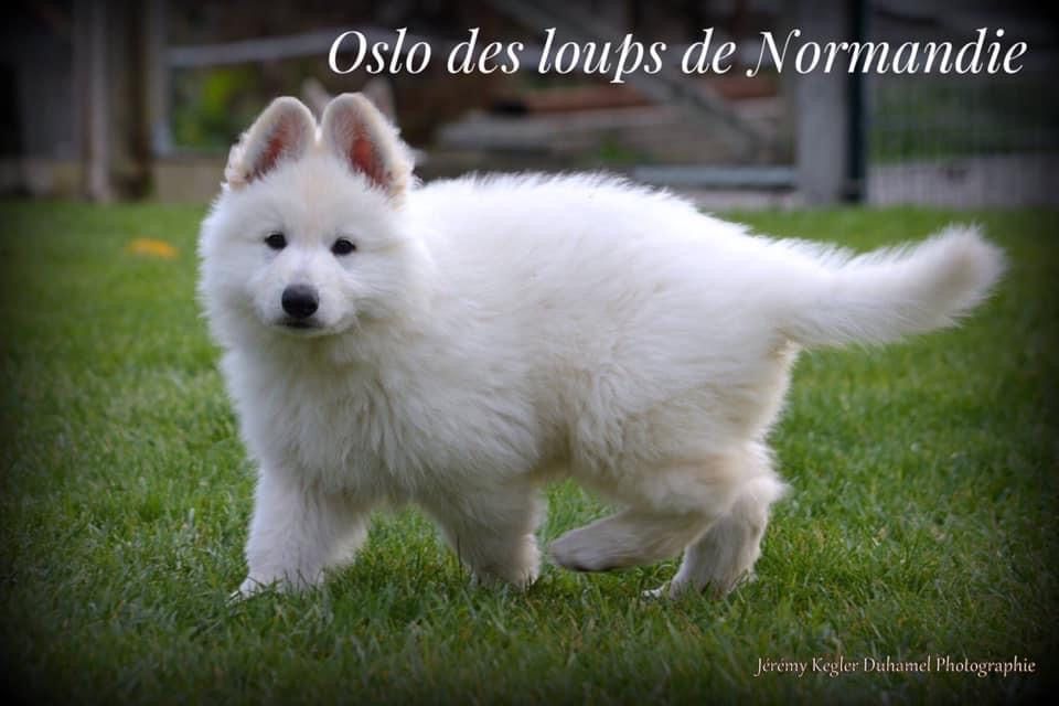 Oslo Des Loups De Normandie