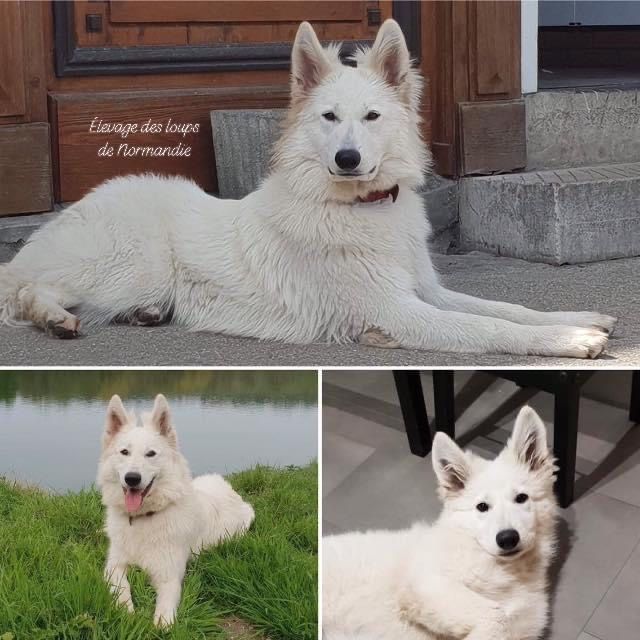 Ouchka Des Loups De Normandie