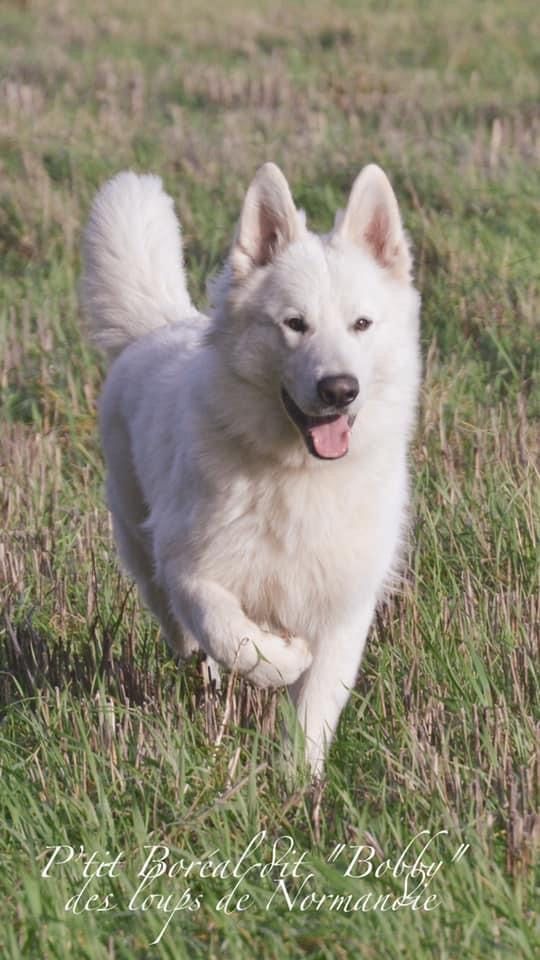 P'tit boreal Des Loups De Normandie