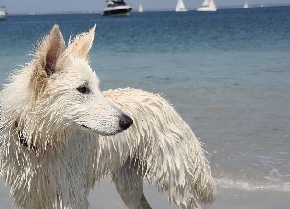 Nice dakota Des Loups De Normandie