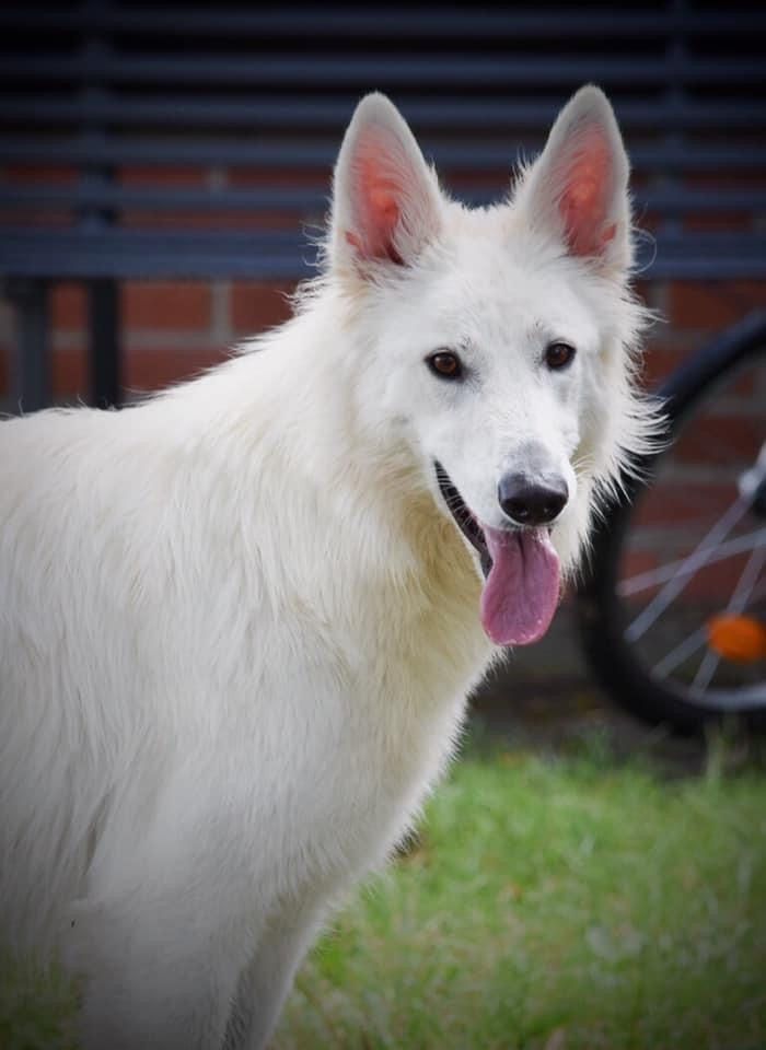 Nyssa Des Loups De Normandie