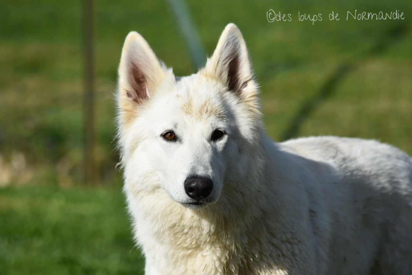 Red hot chili peppers Des Loups De Normandie