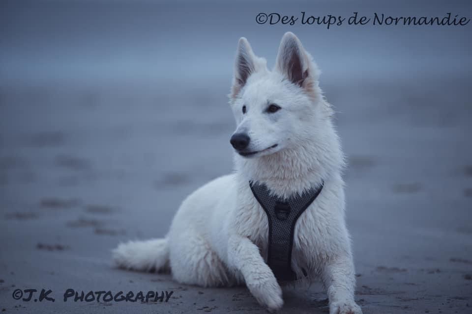 Red hot chili peppers Des Loups De Normandie