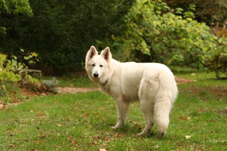 Ragnar la legende d'orion Des Loups De Normandie