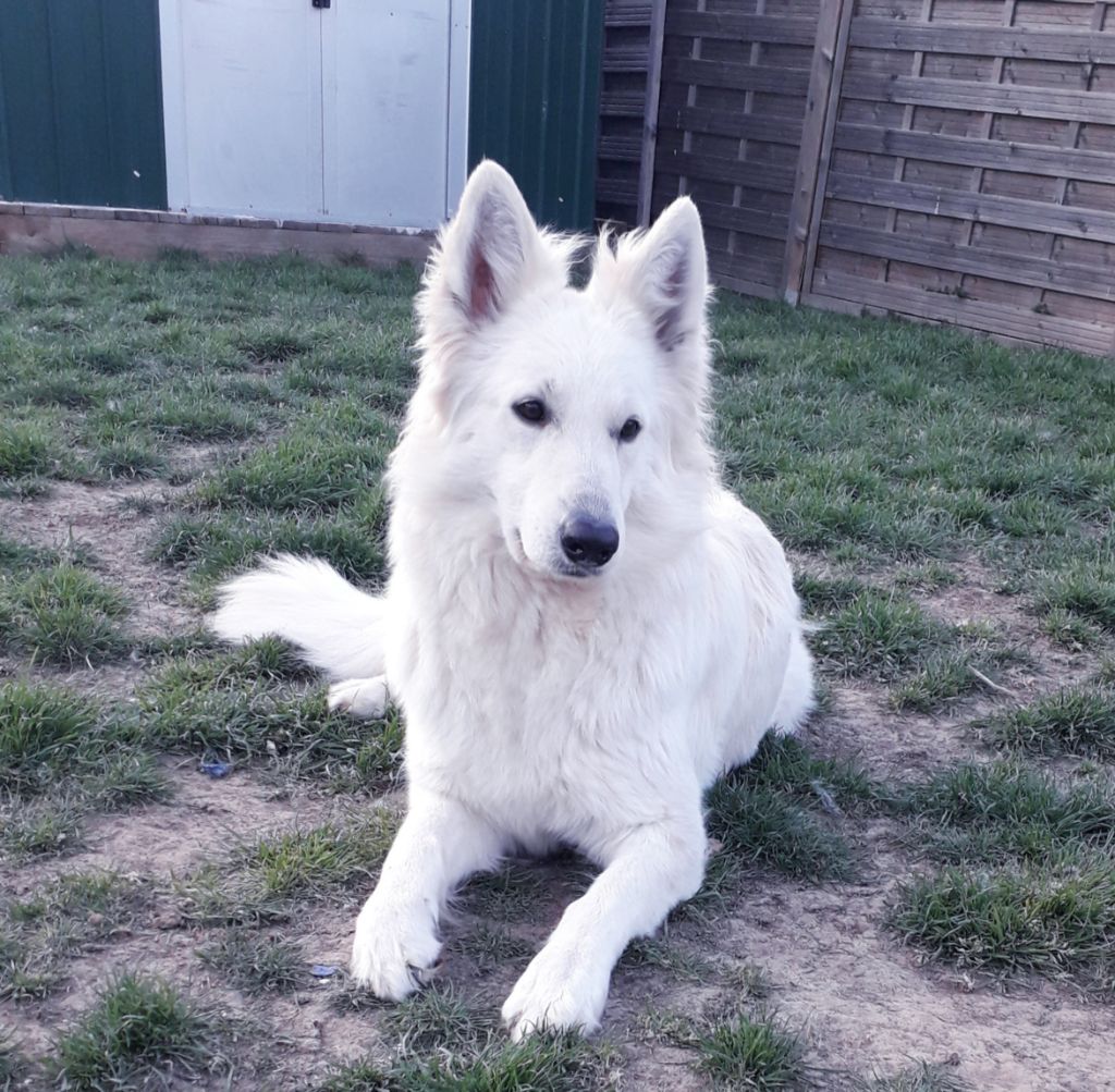 Phoebe Des Loups De Normandie