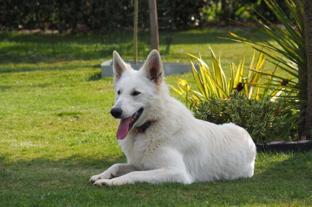 Rubby Des Loups De Normandie