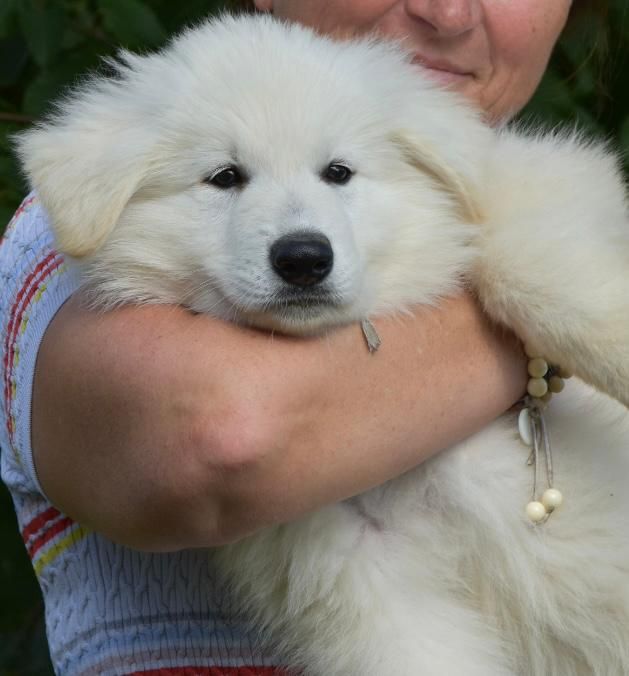 Tao Des Loups De Normandie