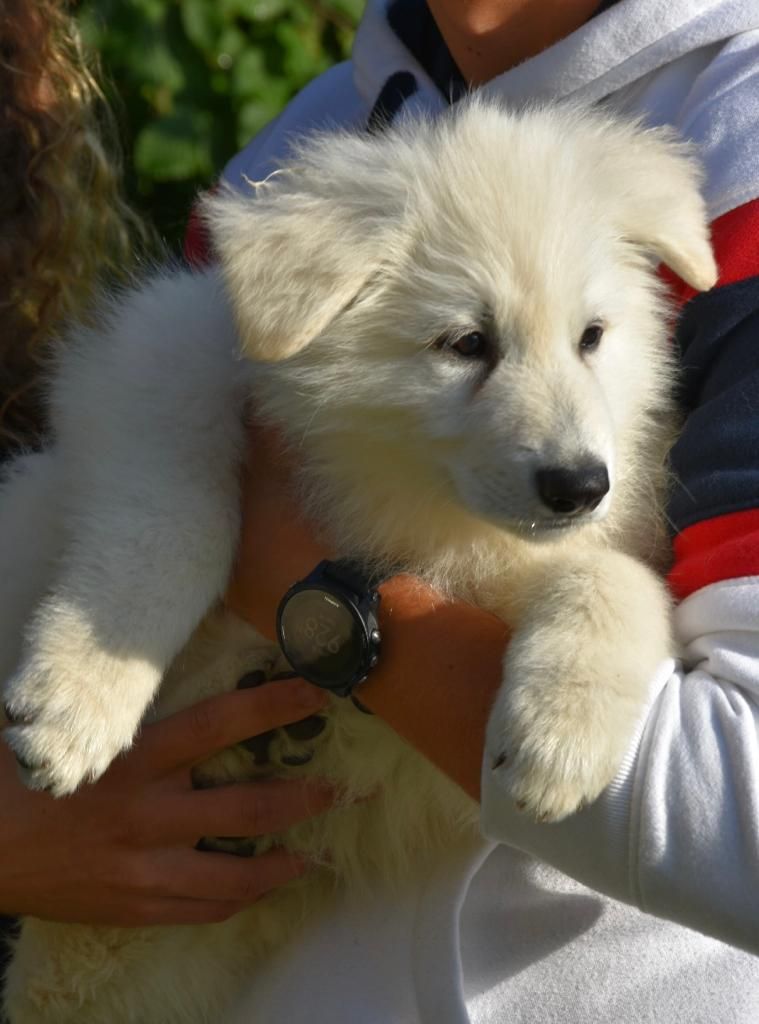 Thanos Des Loups De Normandie