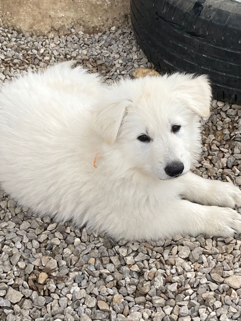 Thor ragnar Des Loups De Normandie