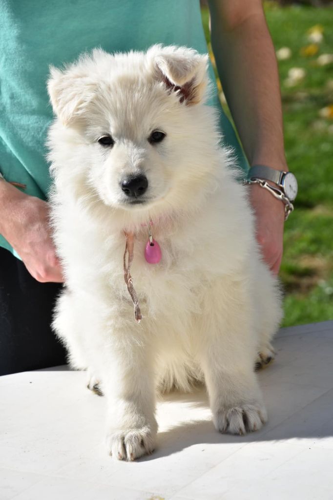 Tina bella Des Loups De Normandie