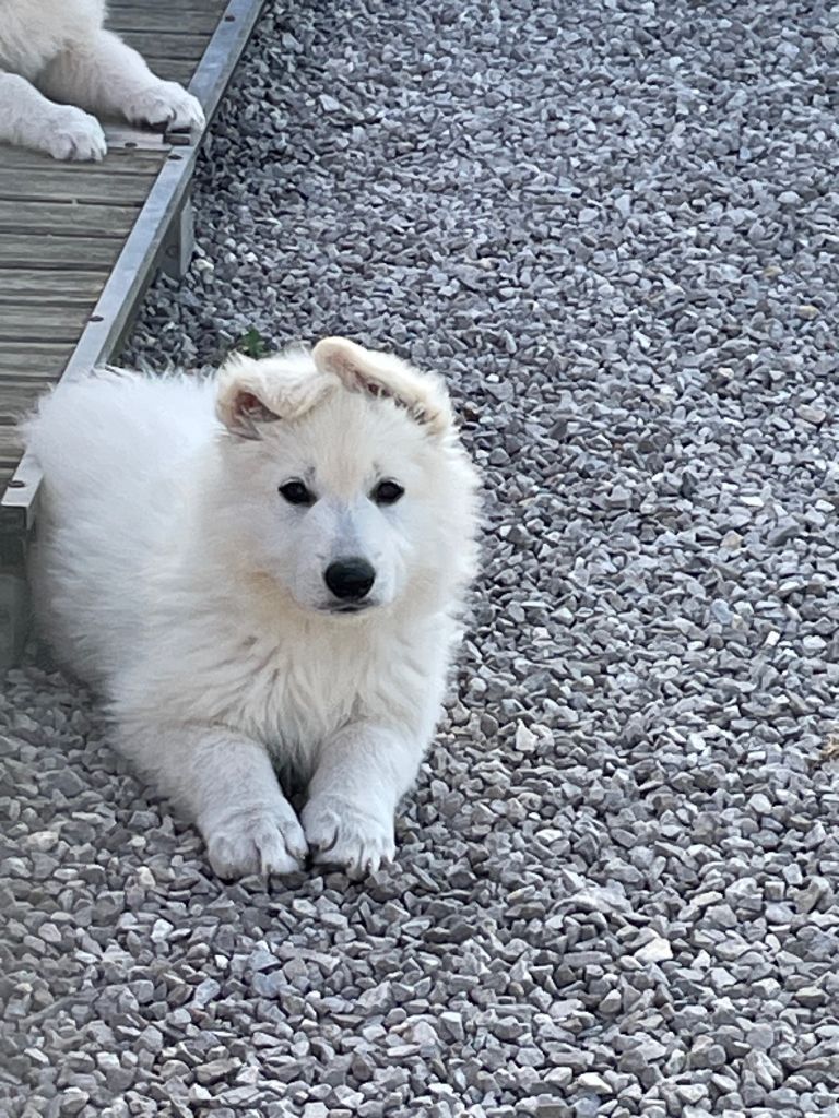 Une bi ' scott Des Loups De Normandie