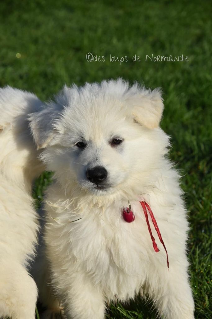 Von salem Des Loups De Normandie