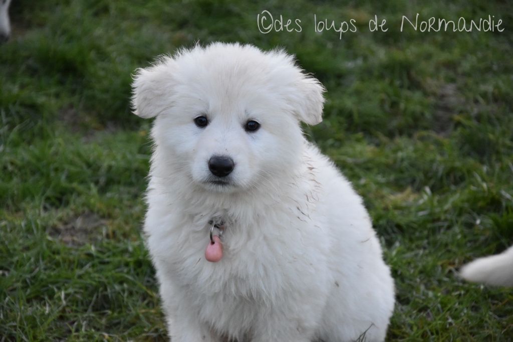 Vicky Des Loups De Normandie