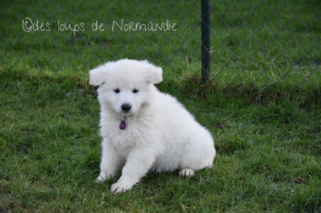 VaÏa Des Loups De Normandie