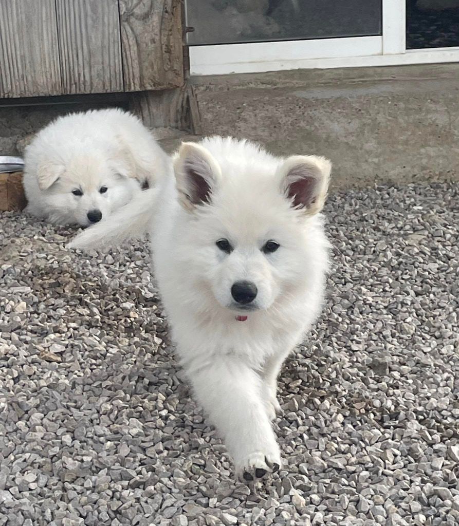 Aiko Des Loups De Normandie