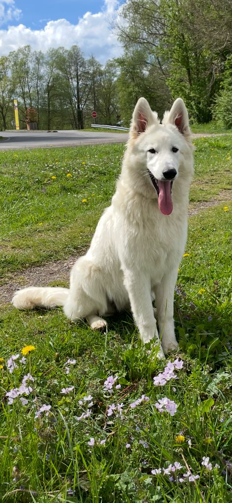 Valkea nymeria De La Vallée Du Lilas Blanc