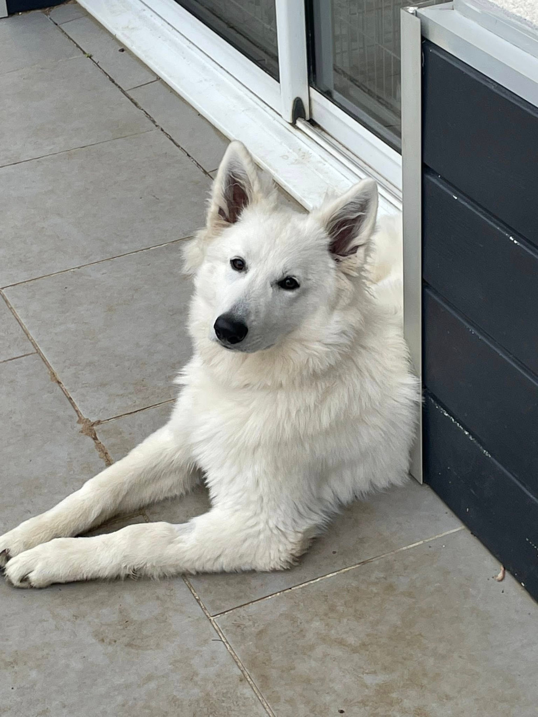 Abracadabra voici abby Des Loups De Normandie