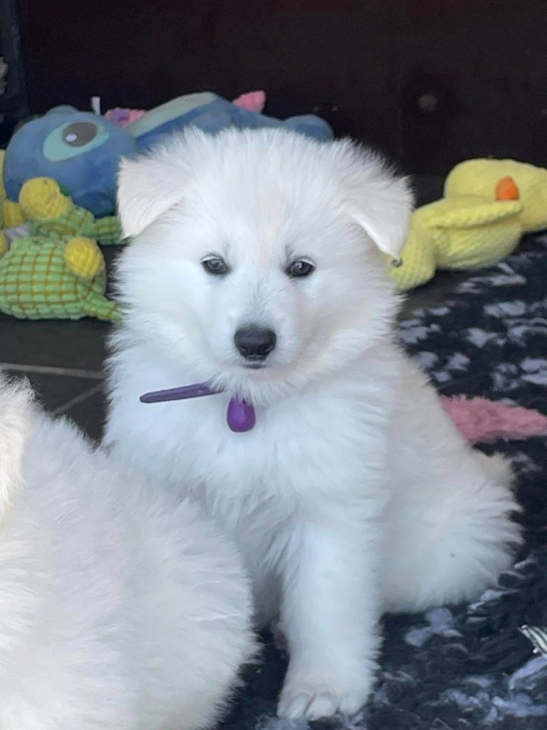 Abracadabra voici abby Des Loups De Normandie