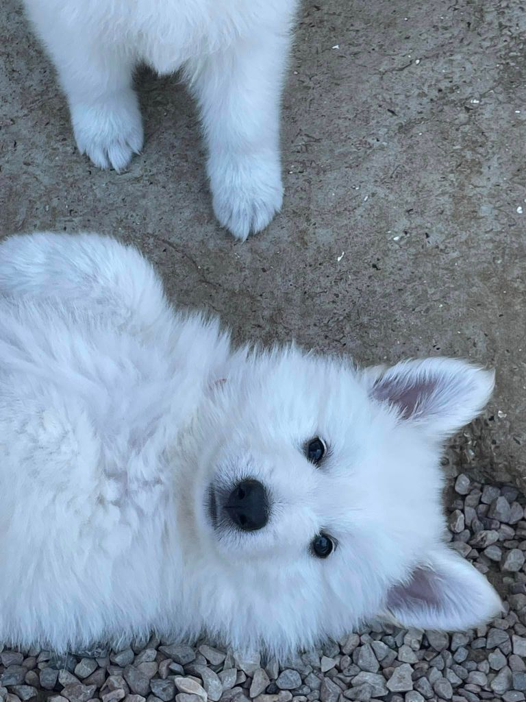 Ashiro Des Loups De Normandie