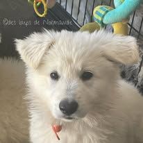 Akira Des Loups De Normandie