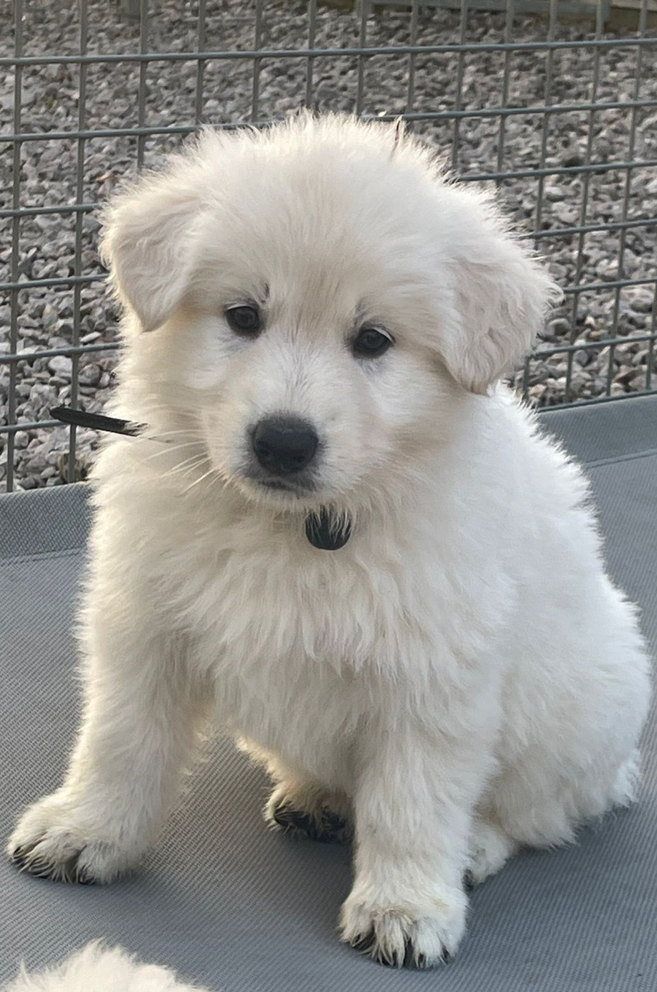 Arkane Des Loups De Normandie