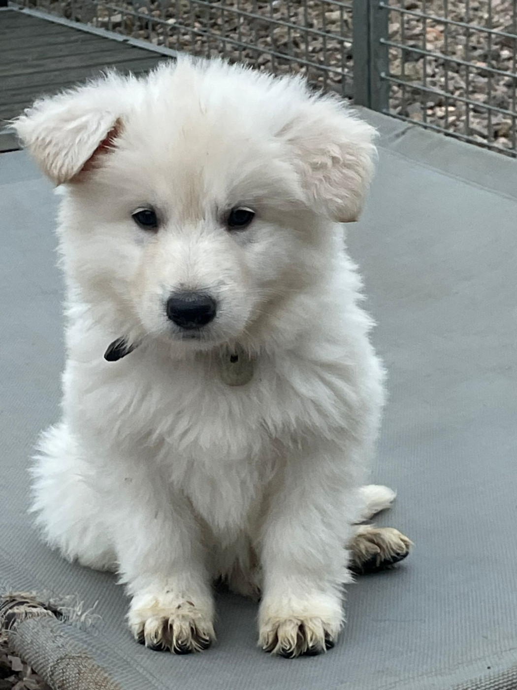 Achil Des Loups De Normandie