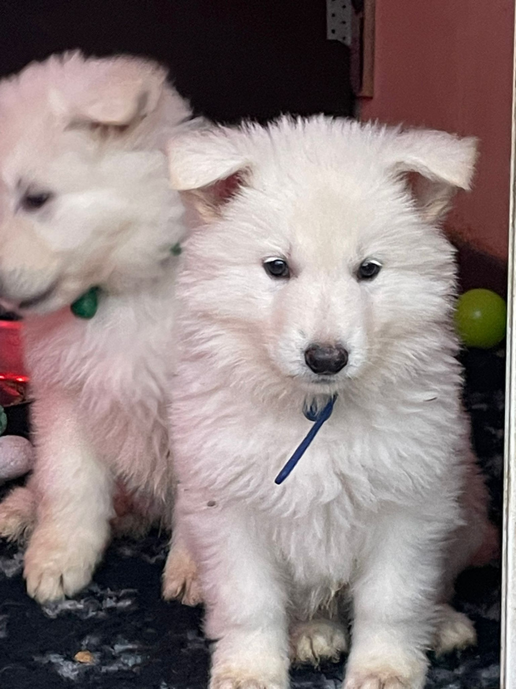 Arès Des Loups De Normandie