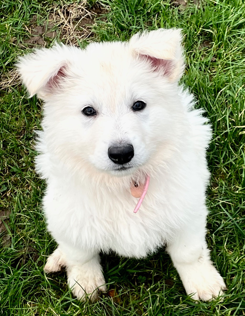 Artic MOON Des Loups De Normandie