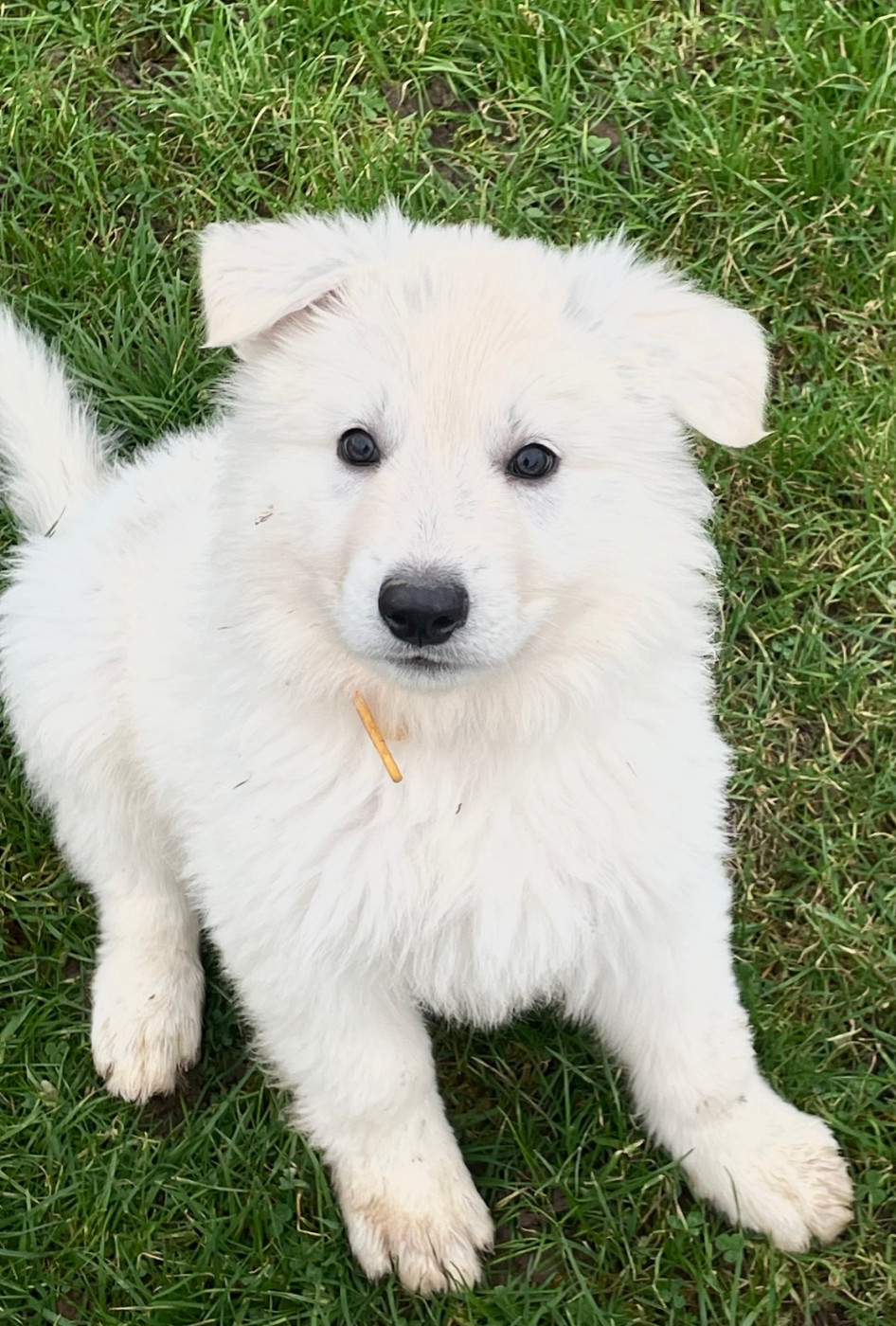 Alba Des Loups De Normandie
