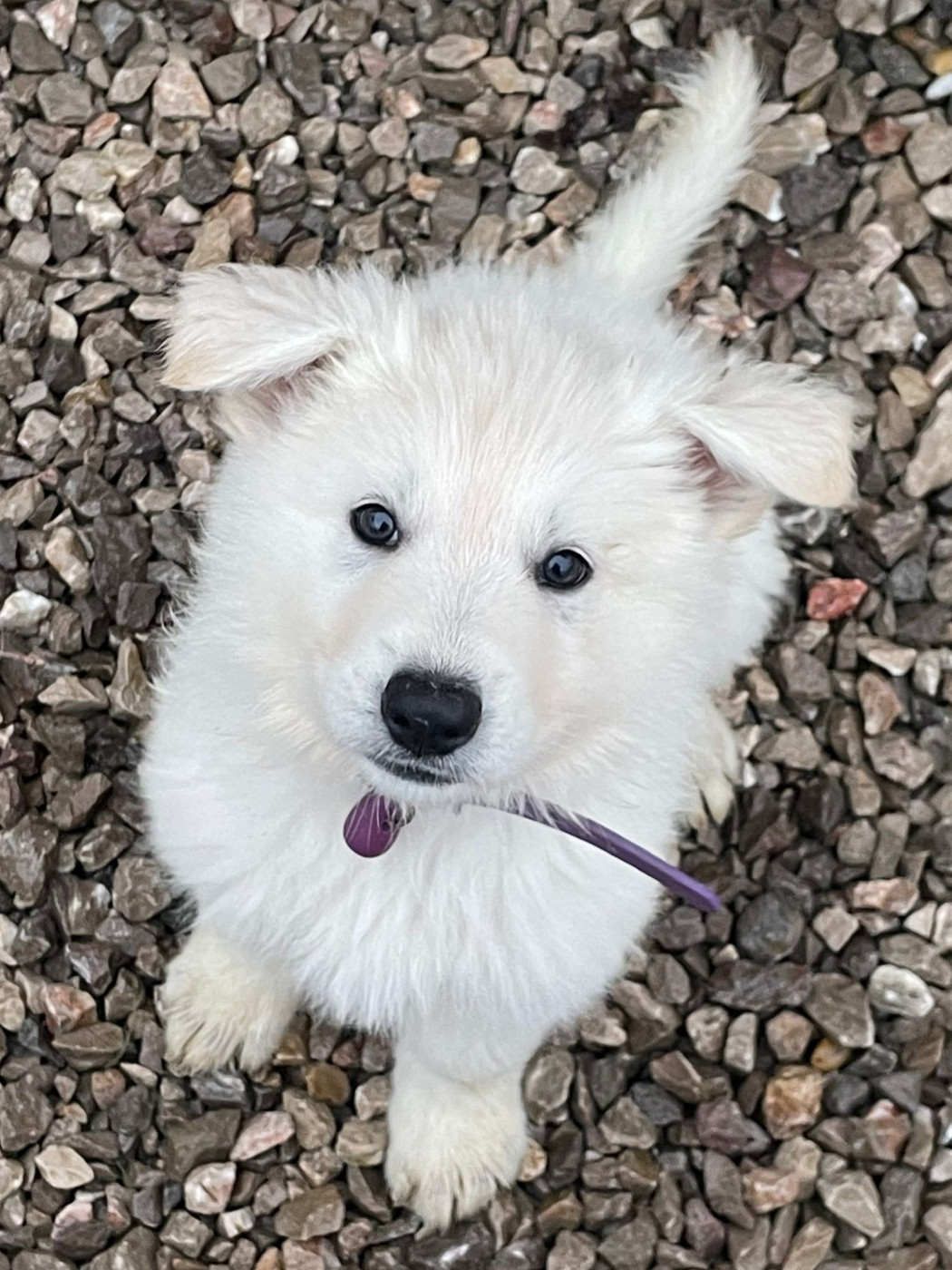 Alaska Des Loups De Normandie