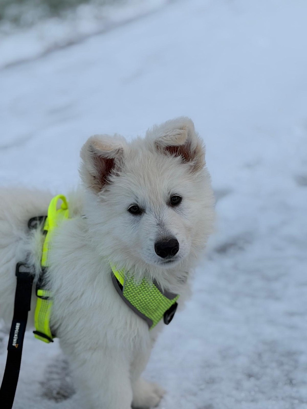 Aïko HAKU Des Loups De Normandie
