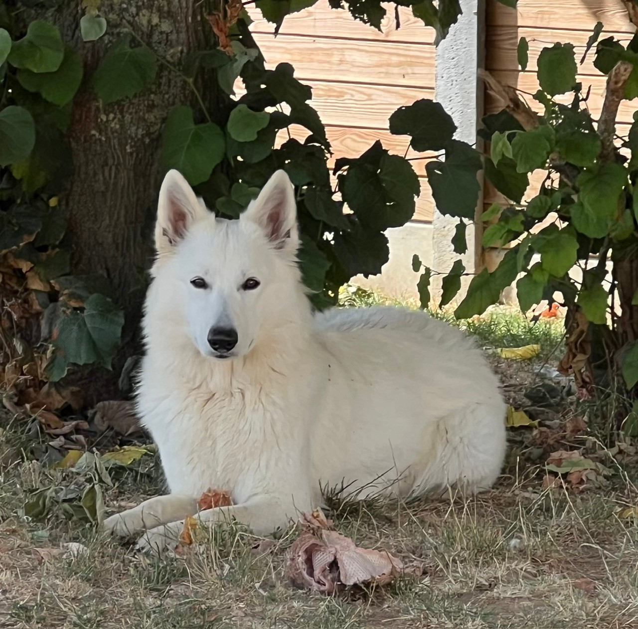Abracadabra voici ABBY des loups de Normandie