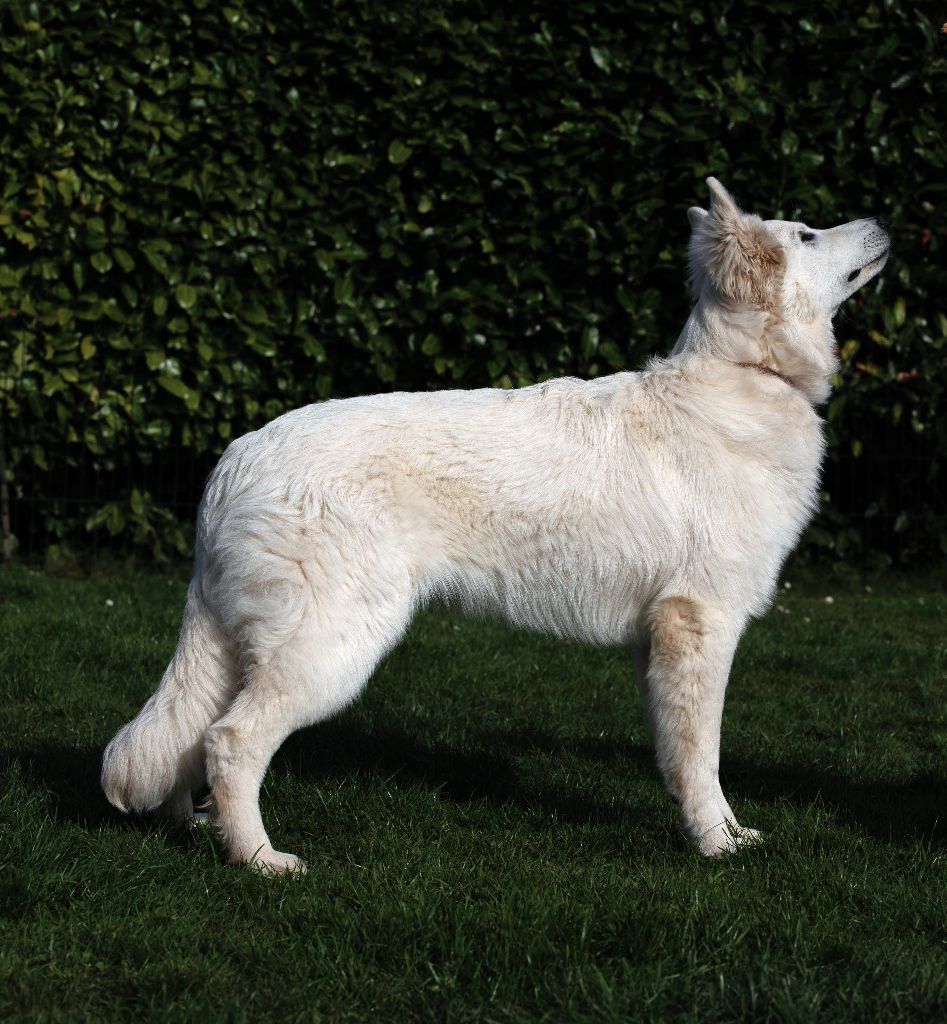 Valkea NYMERIA de la vallée du lilas blanc