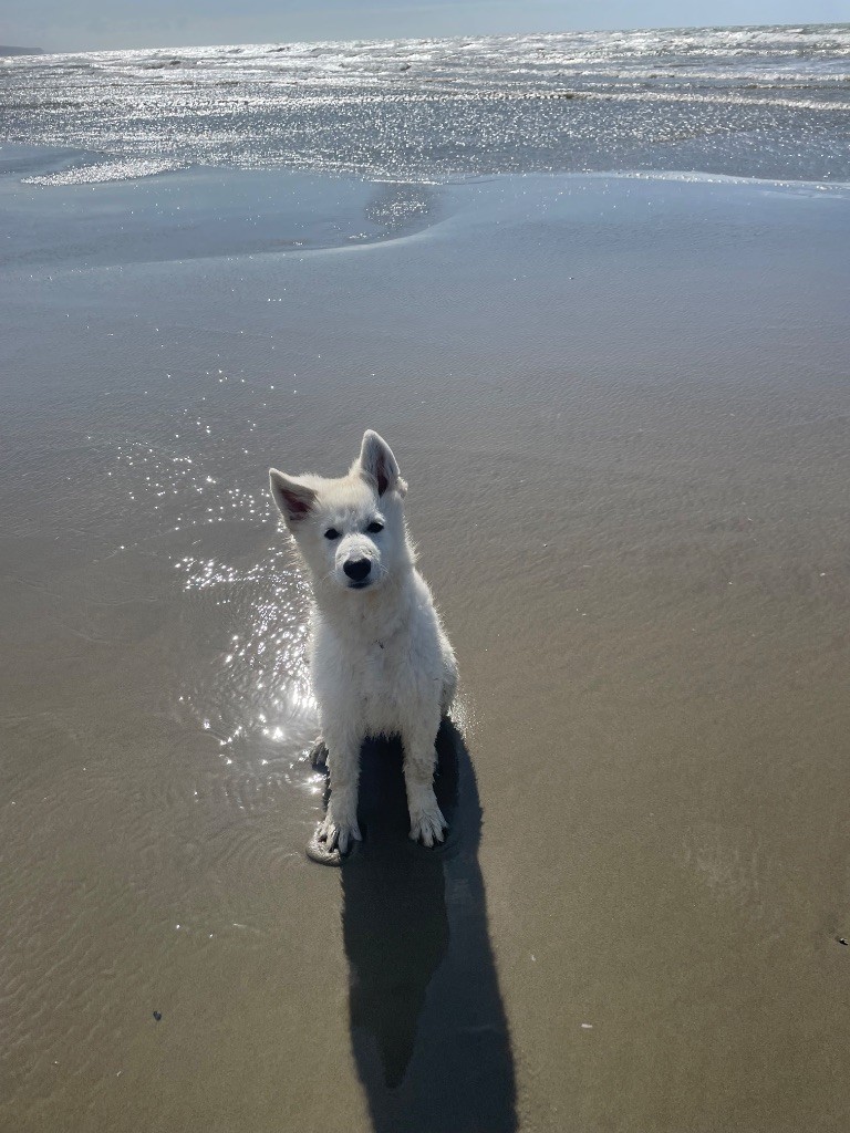 Abracadabra voici ABBY des loups de Normandie