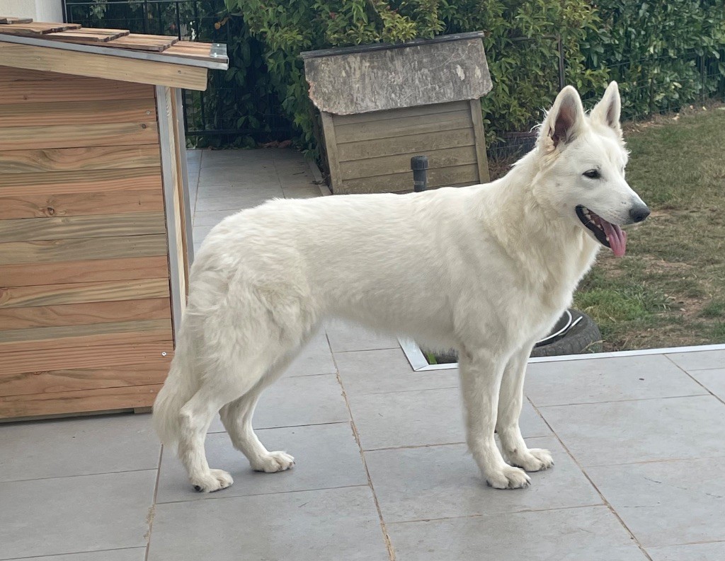 Valkea NYMERIA de la vallée du lilas blanc