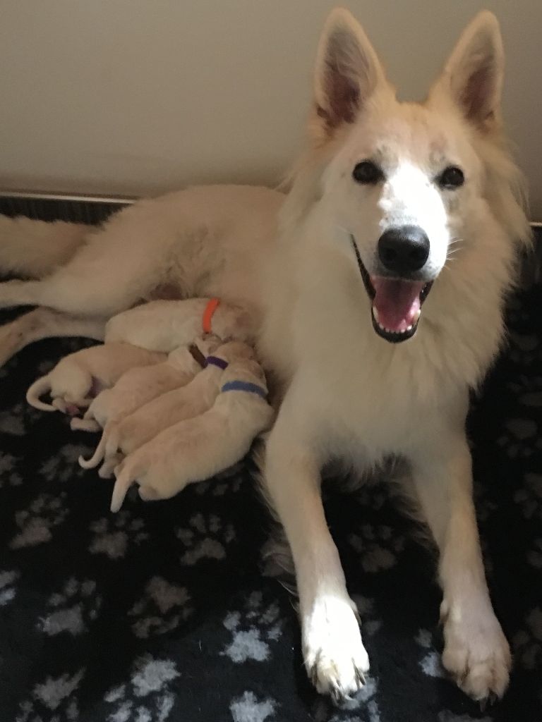 Des Loups De Normandie - Berger Blanc Suisse - Portée née le 07/09/2018