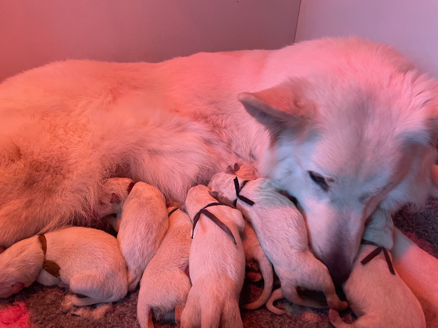 Chiot Berger Blanc Suisse Des Loups De Normandie