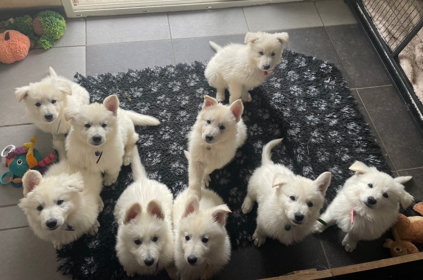 Des Loups De Normandie - Berger Blanc Suisse - Portée née le 18/04/2026