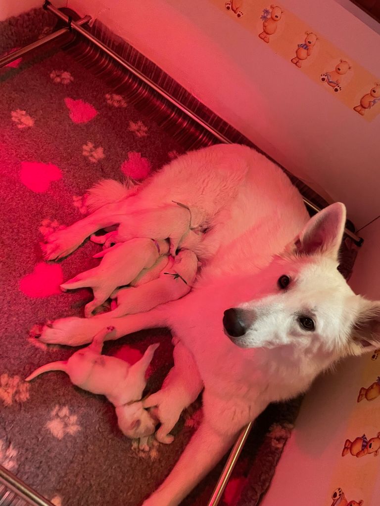 Des Loups De Normandie - Berger Blanc Suisse - Portée née le 13/12/2023