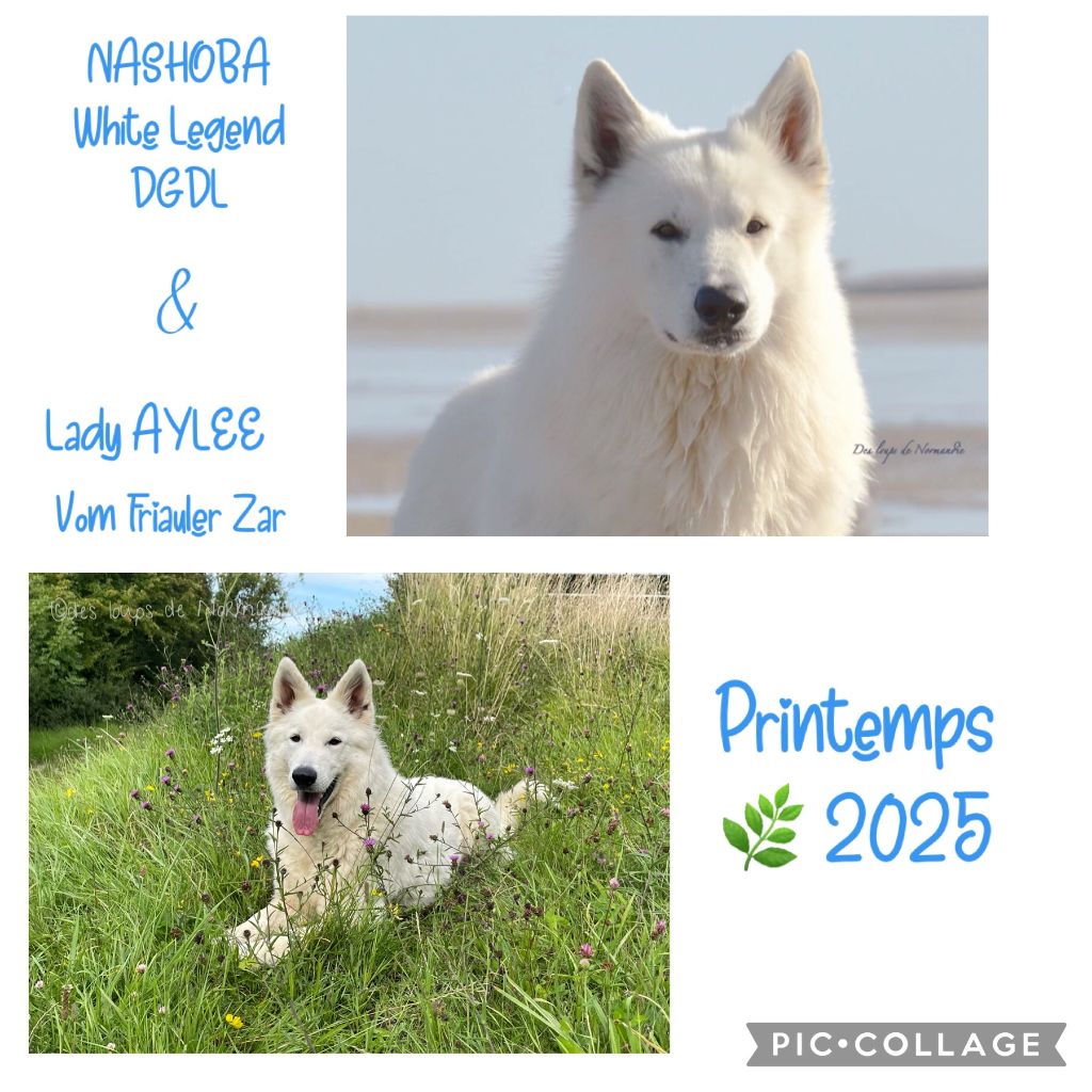 Chiot Berger Blanc Suisse Des Loups De Normandie