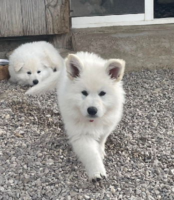 Aiko