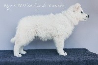 Roxy LADY des loups de Normandie